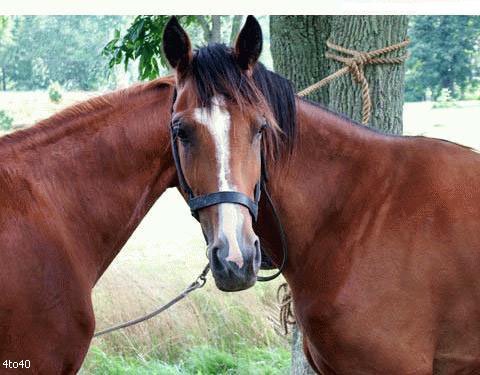 Equestrian Themed Optical Illusion Pictures